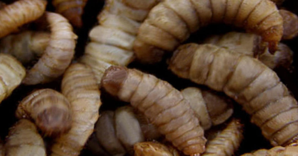 Maggots In The Compost, Are They A Bad Thing? The Garden Magazine