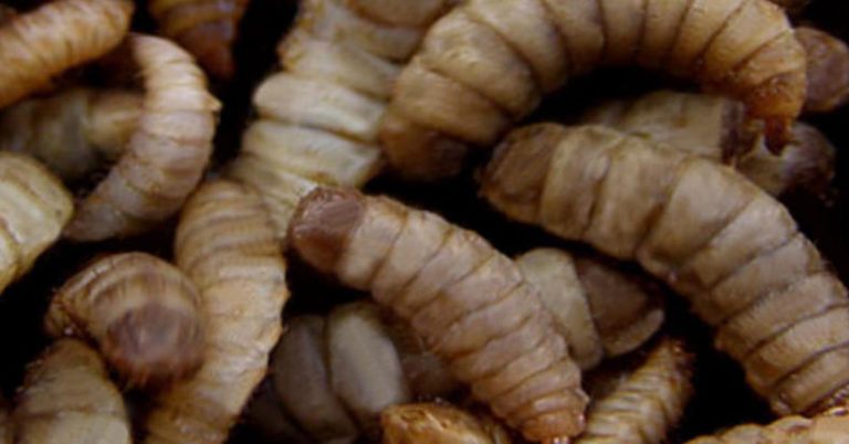 Maggots In The Compost, Are They A Bad Thing? - Featured image