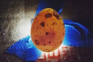 How To Incubate Coturnix Quail Eggs - The Garden Magazine