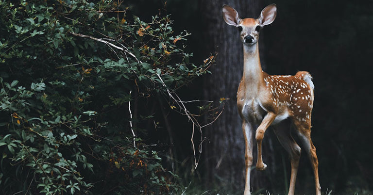 Herbs And Vegetables Deer Won’t Eat - Featured image