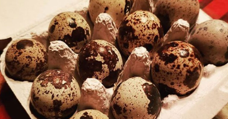 How To Incubate Coturnix Quail Eggs - Featured image