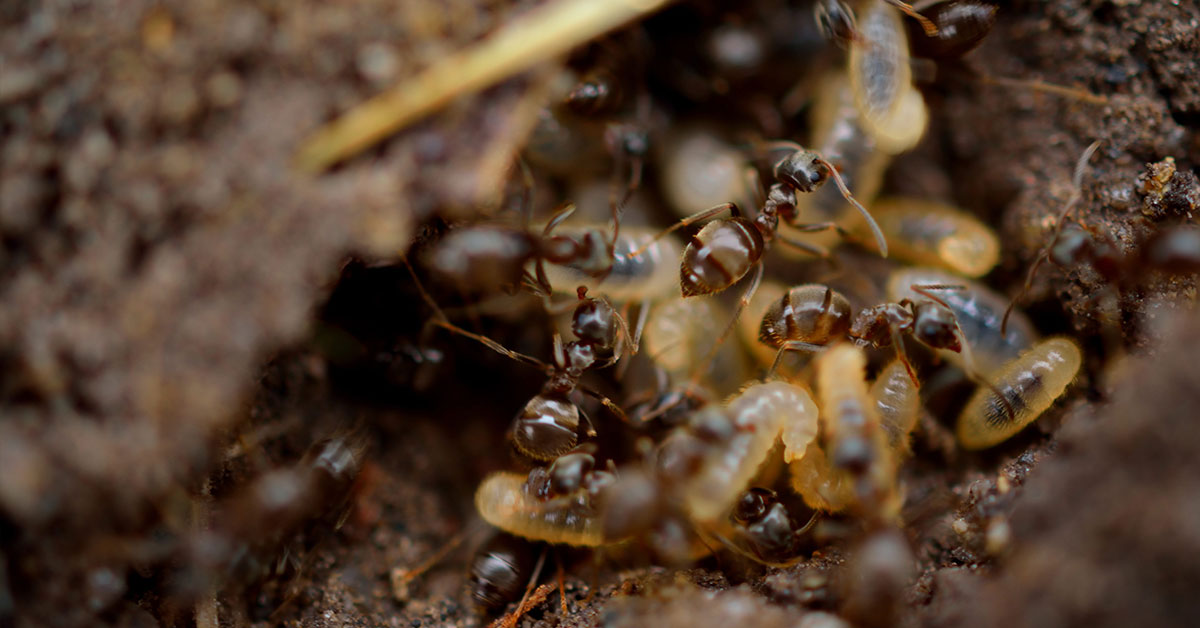 ants in the garden with larvae