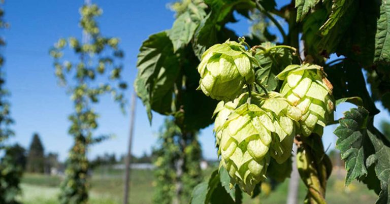How To Grow Hops For Your Homebrew - Featured image
