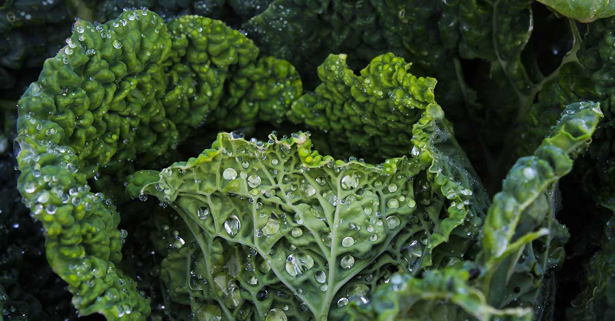 Redbor Kale Growing & Care Guide The Garden Magazine