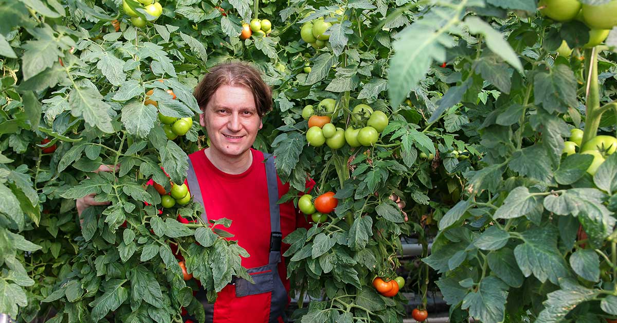 8 foot tomato plant