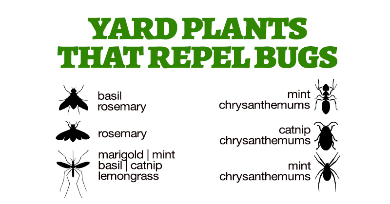 plants that repel bugs