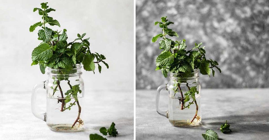 How To Grow Mint From Cuttings - Featured image
