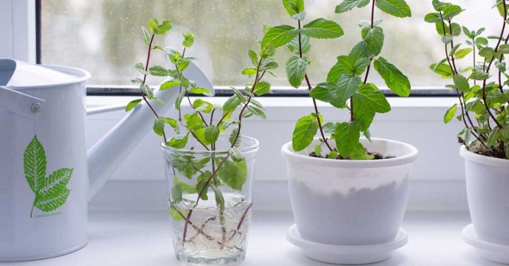 mint from cuttings