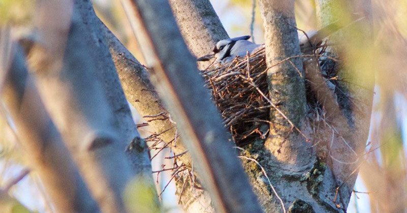 nesting blue jay