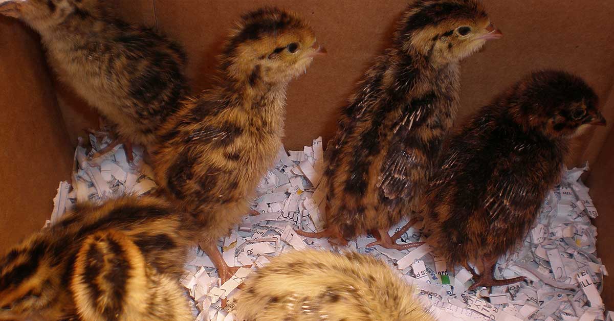 quail chicks