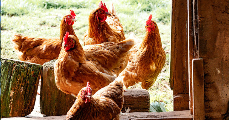 How To Compost Chicken Manure - Featured image