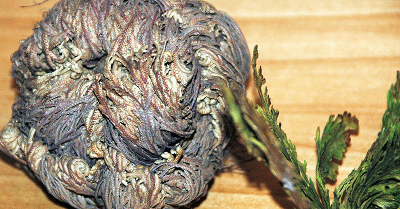 resurrection plant