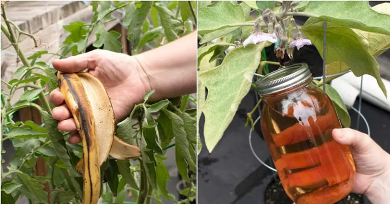 8 Uses For Banana Peels In The Garden - Featured image