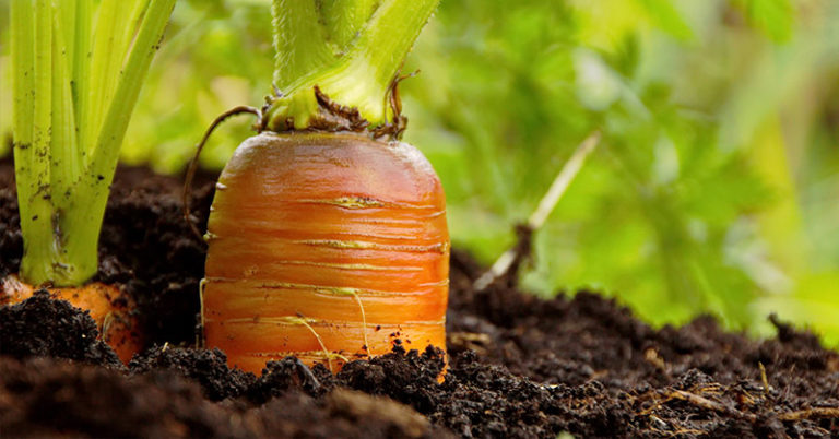 carrots in soil