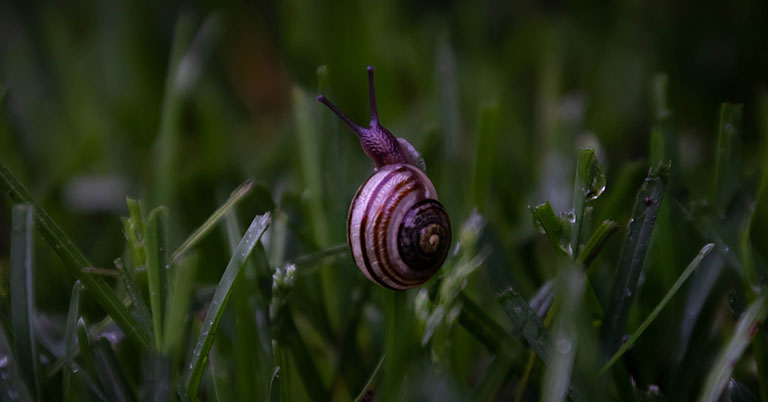 snail crawling through grass