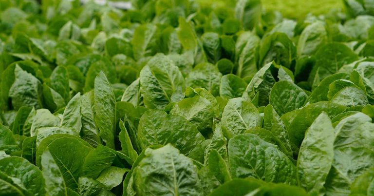 10 Vegetables To Plant Now For A Late Fall Harvest - Featured image