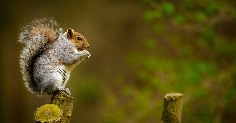 How To Attract Squirrels To Your Garden - Featured image