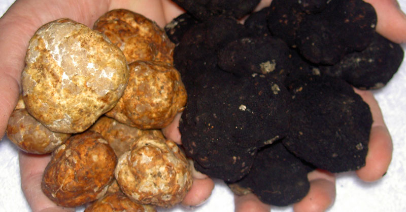 foraged black and white truffles