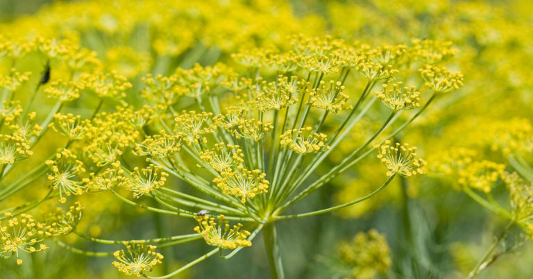 Fennel Plant Care | How To Grow Fennel - Featured image