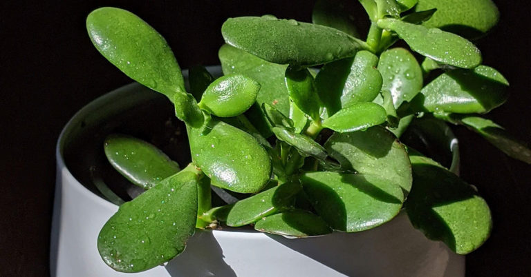 Yeah, You’re Watering Your Succulents All Wrong - Featured image