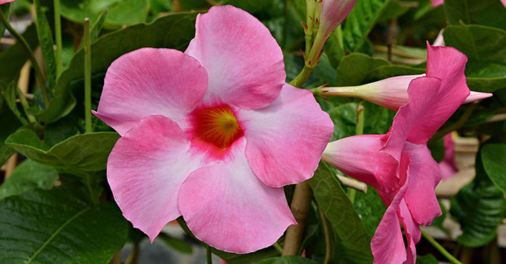 How To Grow Dipladenia Indoors And Outdoors - Featured image