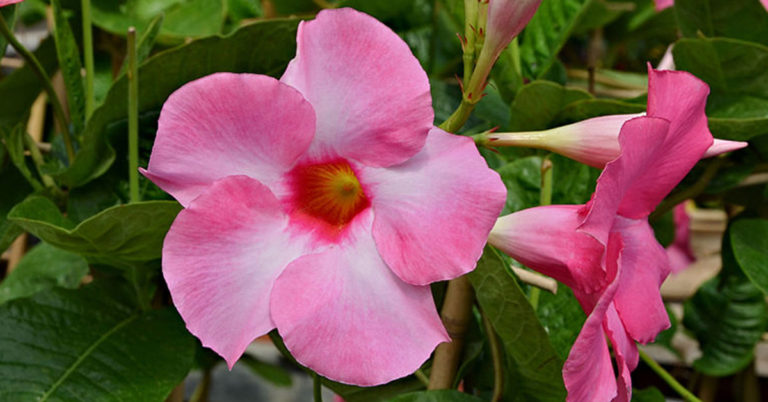 How To Grow Dipladenia Indoors And Outdoors - Featured image