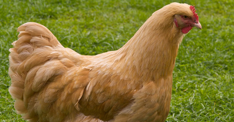Everything You Need To Know About Buff Orpington Chickens - Featured image