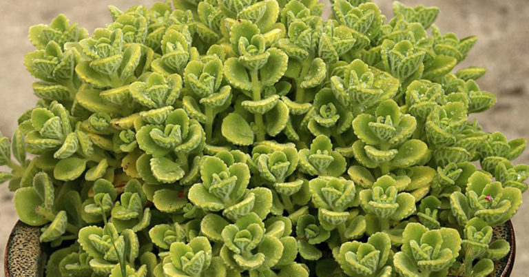 How To Grow Cuban Oregano - Featured image