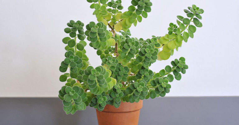 12 Easy Herbs for an Indoor Fall Herb Garden - Featured image