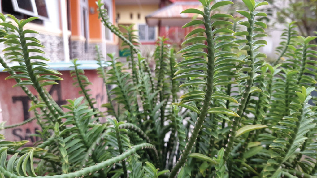 Devil’s Backbone Plant Care Guide - Featured image