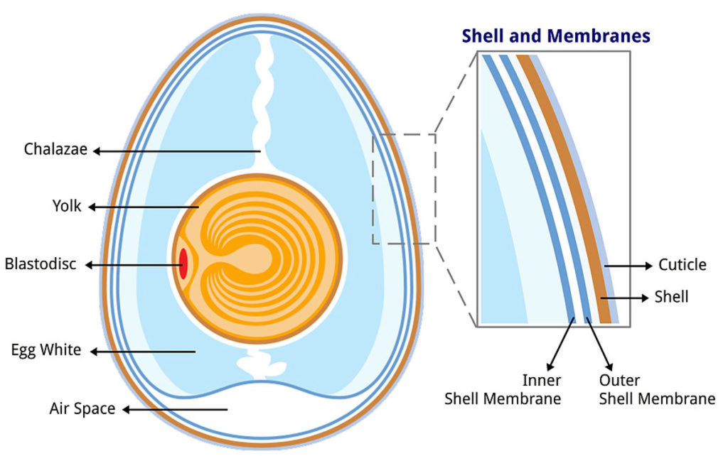 diagram of an egg
