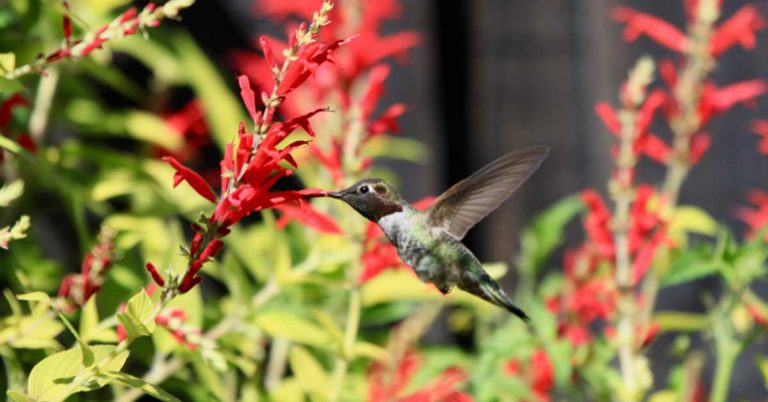 Hummingbird Are Migrating! Here’s How To Help Them Along - Featured image