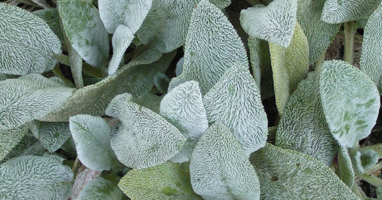 Lamb’s Ear Is The Fuzzy Groundcover For Your Garden - Featured image