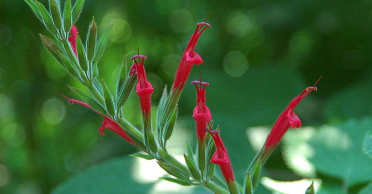How To Grow And Care For Pineapple Sage - Featured image