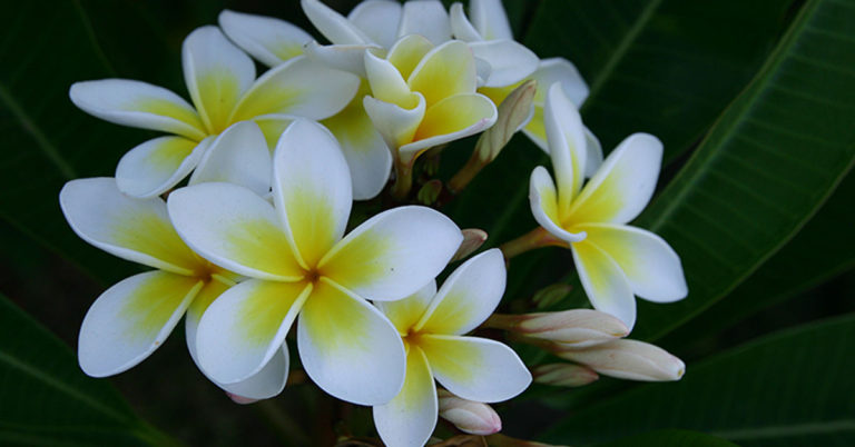 Plumeria: Growing, Care, & Propagation - Featured image