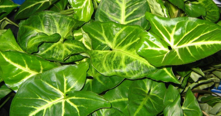 Arrowhead Plant Growing And Care Tips - Featured image