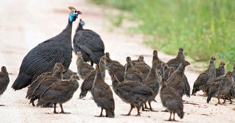 How To Raise Guinea Fowl In Your Backyard - Featured image