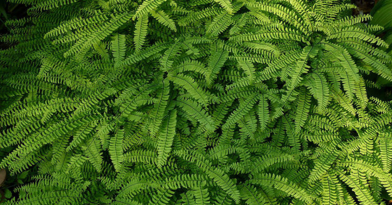 Maidenhair Ferns: The Delicate, Beautiful Fern You’ll Want On Your Windowsill - Featured image