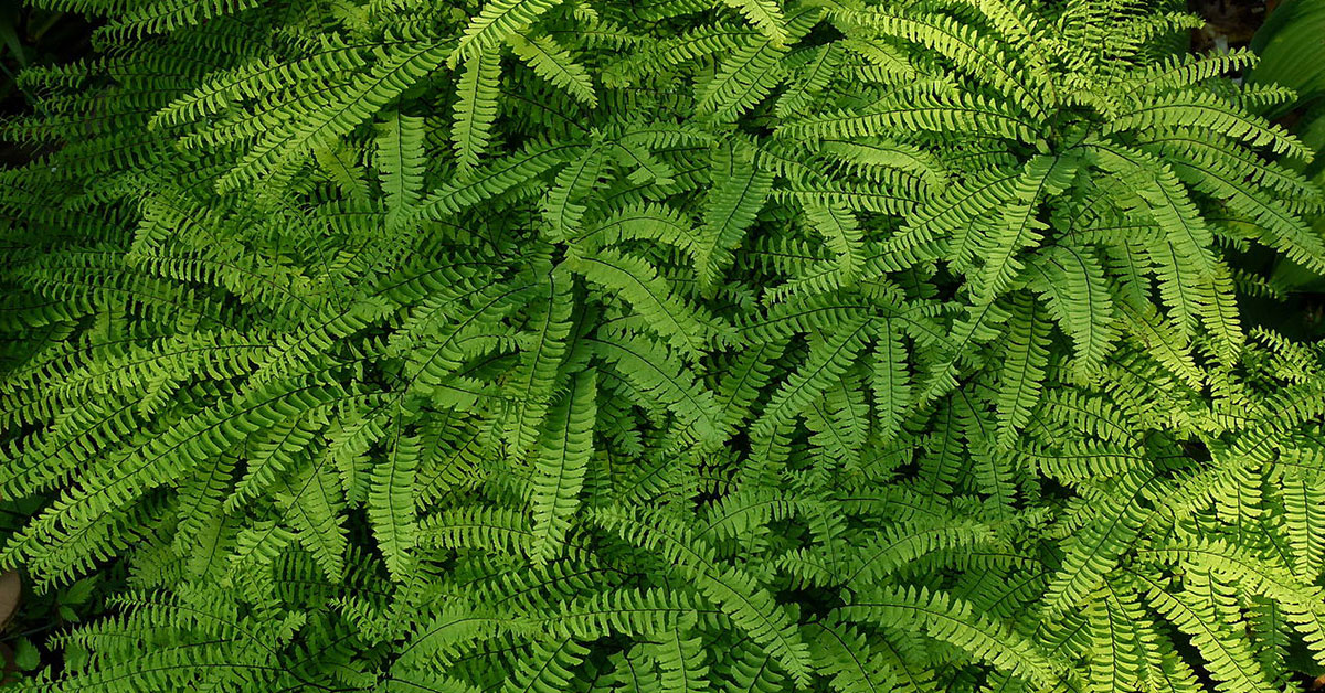 maidenhair ferns