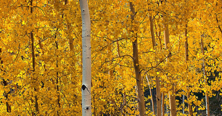 Forest Therapy 101: Why Standing Barefoot by a Tree Can Help You Feel Better - Featured image