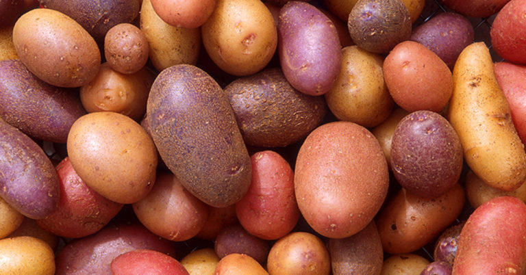 When To Harvest Your Homegrown Potatoes - Featured image
