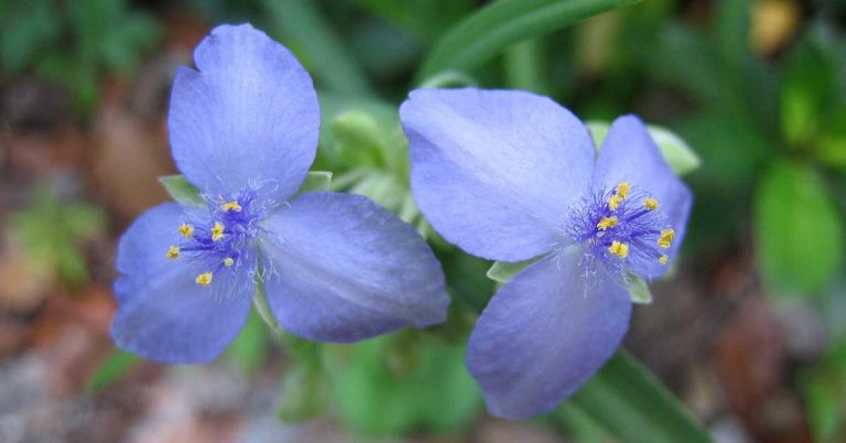 Spiderwort Plant Care & Growing Guide - Featured image