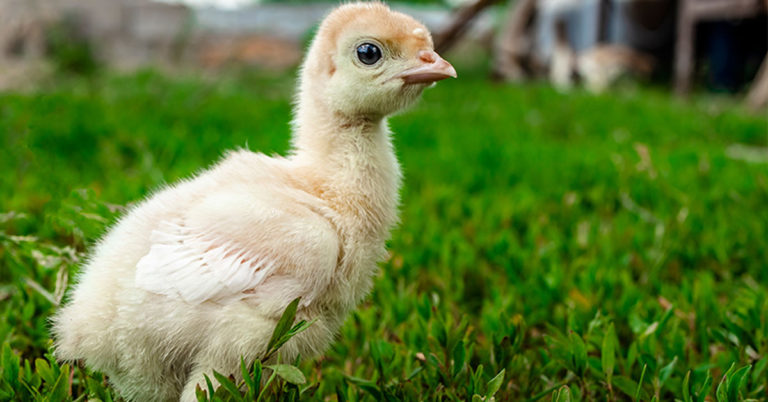 Comprehensive Guide To Incubating Turkey Eggs & How To Get Good Hatch Rate - Featured image