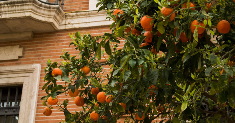 5 Reasons Cities Should Plant Urban Fruit Trees - Featured image
