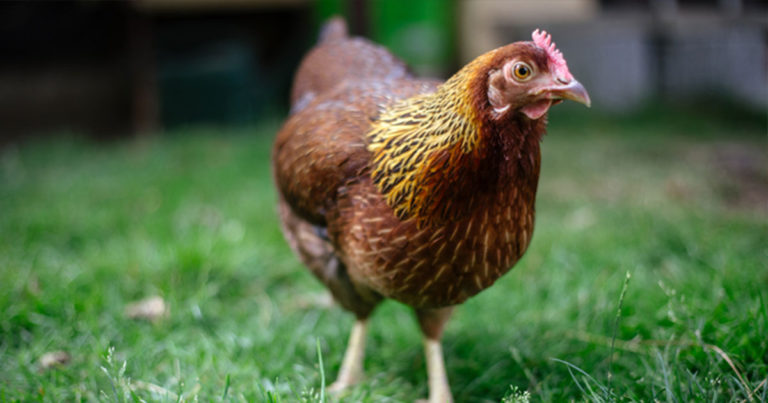 Why Preppers Call This The “Zombie Apocalypse Chicken” - Featured image