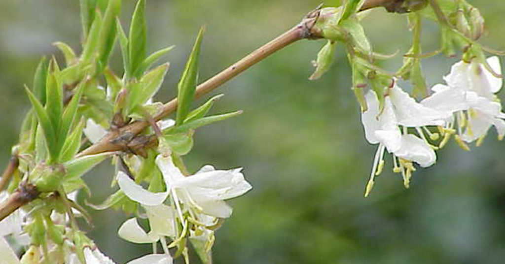 winter honeysuckle