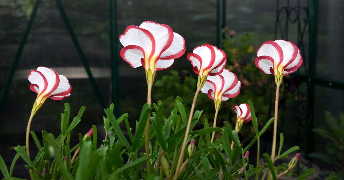 Candy Cane Oxalis flowers