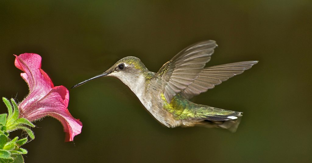 15 Ways To Attract Hummingbirds To Your Garden - Featured image