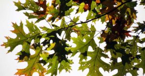 Black Oak Tree Growing And Care Guide - The Garden Magazine