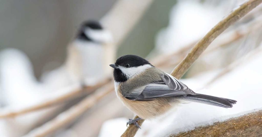 This Bird Is The Ultimate Garden Pest Control – Here’s How To Attract Them - Featured image